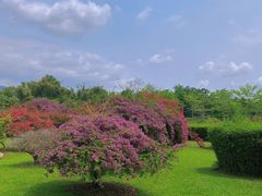 -中国科学院西双版纳热带植物园