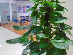 -诺亚雅思托福北郊中心(凤城路店)