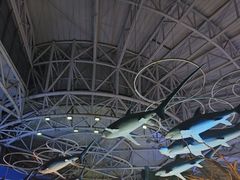 -烟台海昌鲸鲨海洋公园