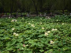 -莲花池公园