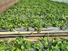 -甜心庄园·甜心草莓采摘园(西青中北店)