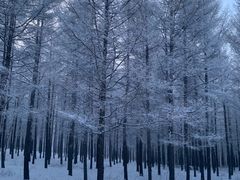 -塞罕坝国家级自然保护区