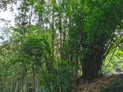 -武夷山风景名胜区-虎啸岩