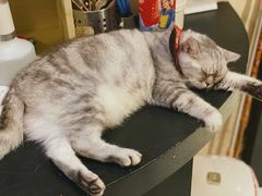 -猫色咖啡·猫咖