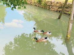 -乌村