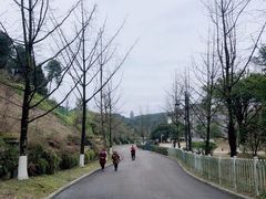 -铁山坪森林公园