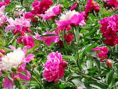 -长春公园(普阳街道)