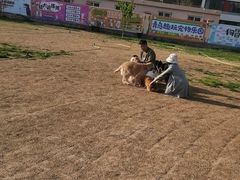 -趣玩宠物乐园寄养训犬训狗游泳池