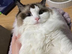 -猫十亿·布偶金渐层·曼基康矮脚猫舍(青年路店)