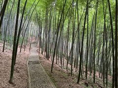 -上海佘山国家森林公园天马山园