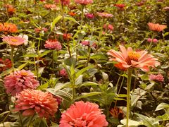 -皇粮浜湿地公园