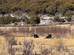 -稻城亚丁景区-冲古草甸
