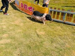 -麻涌飞鸭开心农场