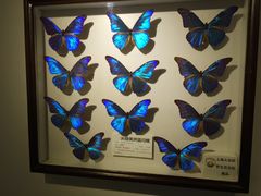 -上海大自然野生昆虫馆(东方明珠·爬宠昆虫探索中心)