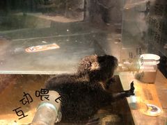 -zoonana室内动物园(东方福来德店)