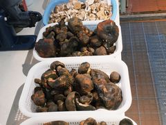 -阿山卓·野生菌火锅·纳西火塘烤肉