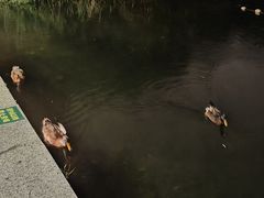 -后海公园