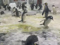 -大连圣亚海洋世界