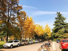 -武汉大学-樱园