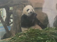 -成都动物园