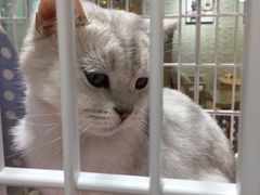 -藏猫猫咖啡主题馆(中央大道店)