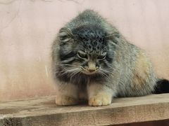 -青藏高原野生动物园