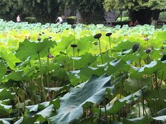 -四川大学(华西校区)