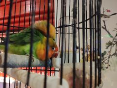 -清真·京华源铜锅涮肉(丰庆店)