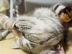 -中农国际动物医院24小时·猫科·骨科·急重症中心