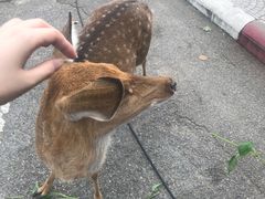 -清迈夜间动物园