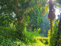 -南宁良凤江国家森林公园