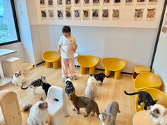 -有喵·猫咖·狗咖·30几只猫10只小狗(岗厦店)