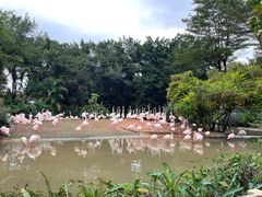 -广州长隆飞鸟乐园
