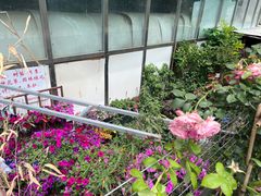 -花鸟鱼虫鲜花绿植市场(玉泉路店)