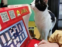 -猫色咖啡·猫咖