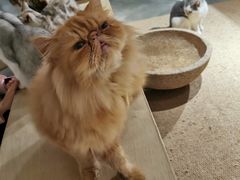 -more than meow吴止猫主题餐厅(承德 中船汇店)