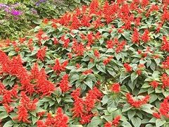 -松山湖梦幻百花洲