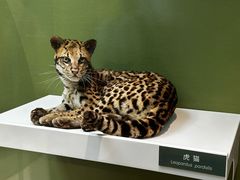 -国家自然博物馆