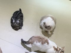 -藏猫猫咖啡主题馆(中央大道店)