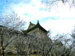 -武汉大学-樱园