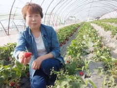 -喜杨洋草莓采摘园