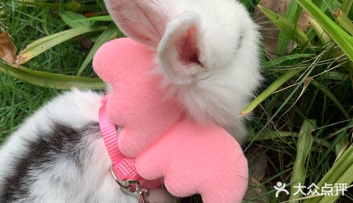 妈妈带本兔兔出来玩啦～ 好开心哦   附带本兔兔几张