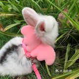 妈妈带本兔兔出来玩啦～ 好开心哦   附带本兔兔几张