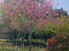 -狐尾山公园