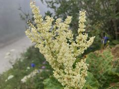 -白草畔自然风景区