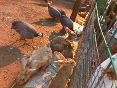 -大鹅岛绿色生态美食园