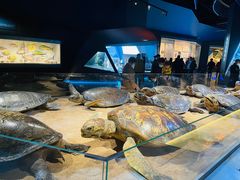 -贝林大翅鲸简餐厅(国家海洋博物馆店)