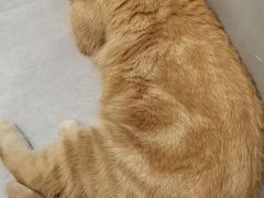 -猫儿山۰猫主题餐厅
