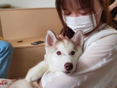 -Husky Go! 哈士奇体验馆·宠物咖啡厅狗咖