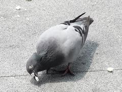-海珠湖公园